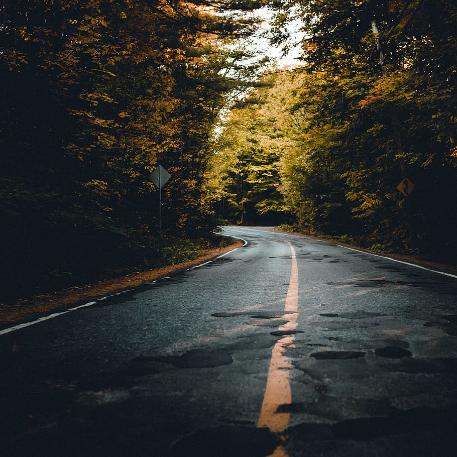 Hd Wallpaper Black Concrete Road Between Trees During Daytime