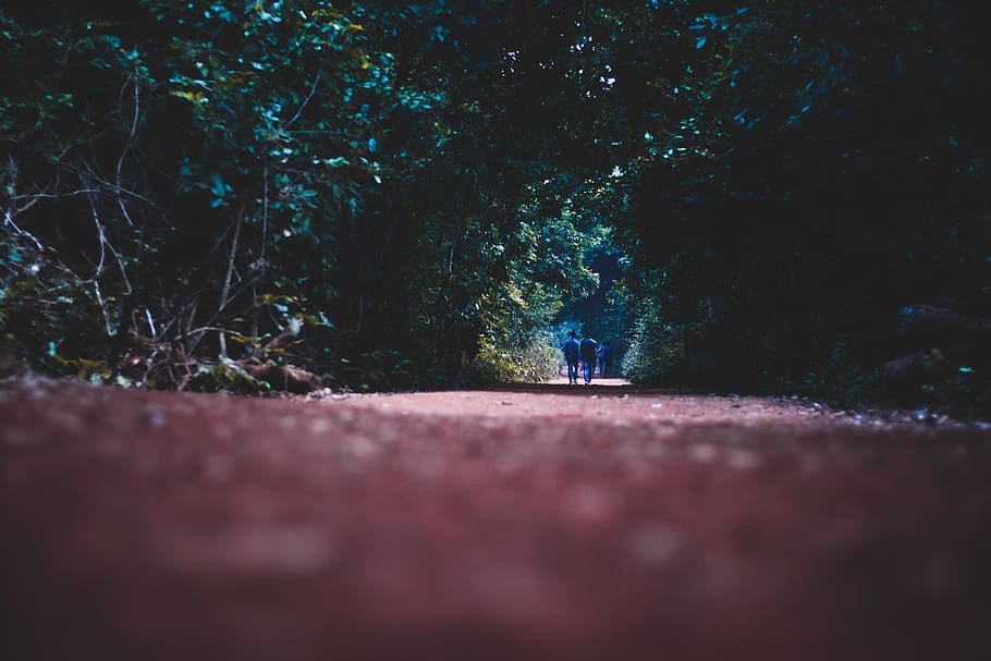 People Walking on Pathway, blur, color, daylight, environment HD wallpaper