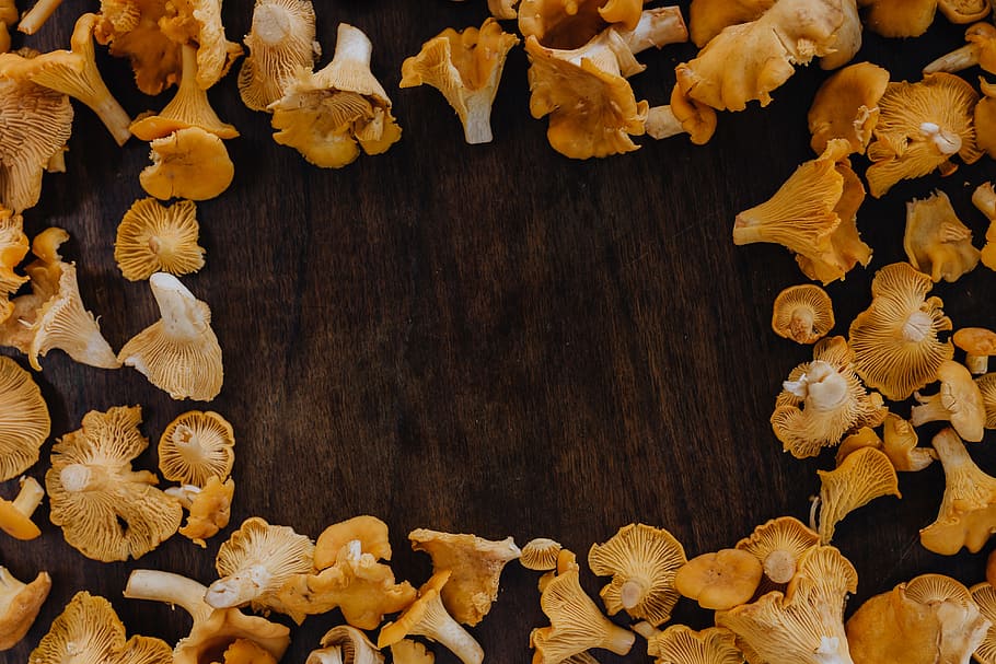 Picking mushrooms chantarelle in the woods, Edible Mushroom, yellow mushrooms, HD wallpaper