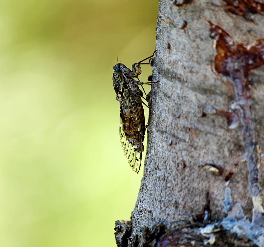 cicada, nature, wings, tree, insects, invertebrate, animal themes HD wallpaper