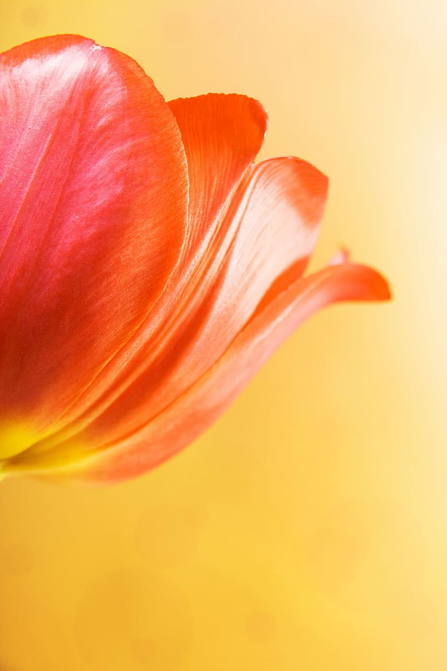 red, tulip, botanical, botany, flower, nature, nobody, plant HD wallpaper