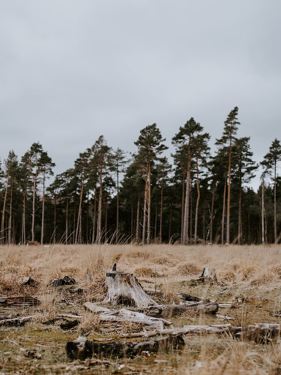 green-leafed trees, ground, wood, plant, nature, land, outdoors HD wallpaper