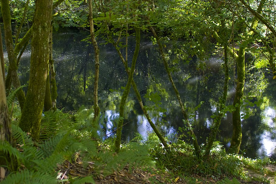spain, paderne, chelo, trees, green, river, nature, plant, growth HD wallpaper