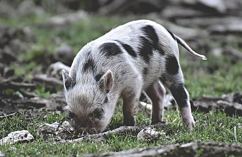 piglet, small pigs, mini, cute, sweet, funny, play, wildpark poing HD wallpaper
