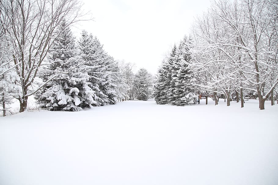 canada, uxbridge, snow, cold temperature, winter, tree, plant HD wallpaper