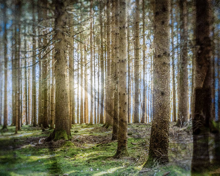 tree, forest, nature, landscape, fog, light, sunbeam, autumn HD wallpaper