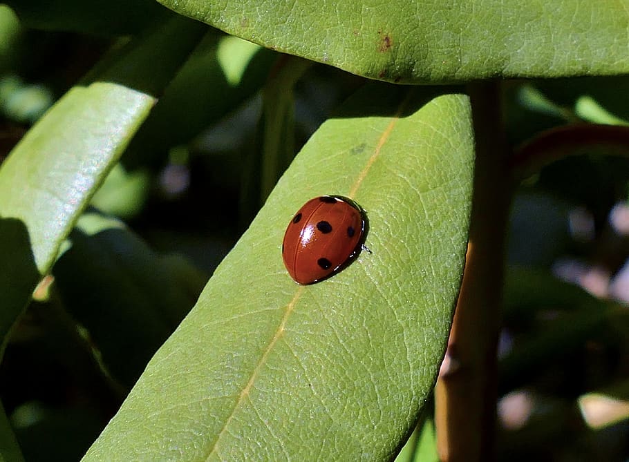 spring, ladybug, insect, meadow, red, macro, green, invertebrate HD wallpaper