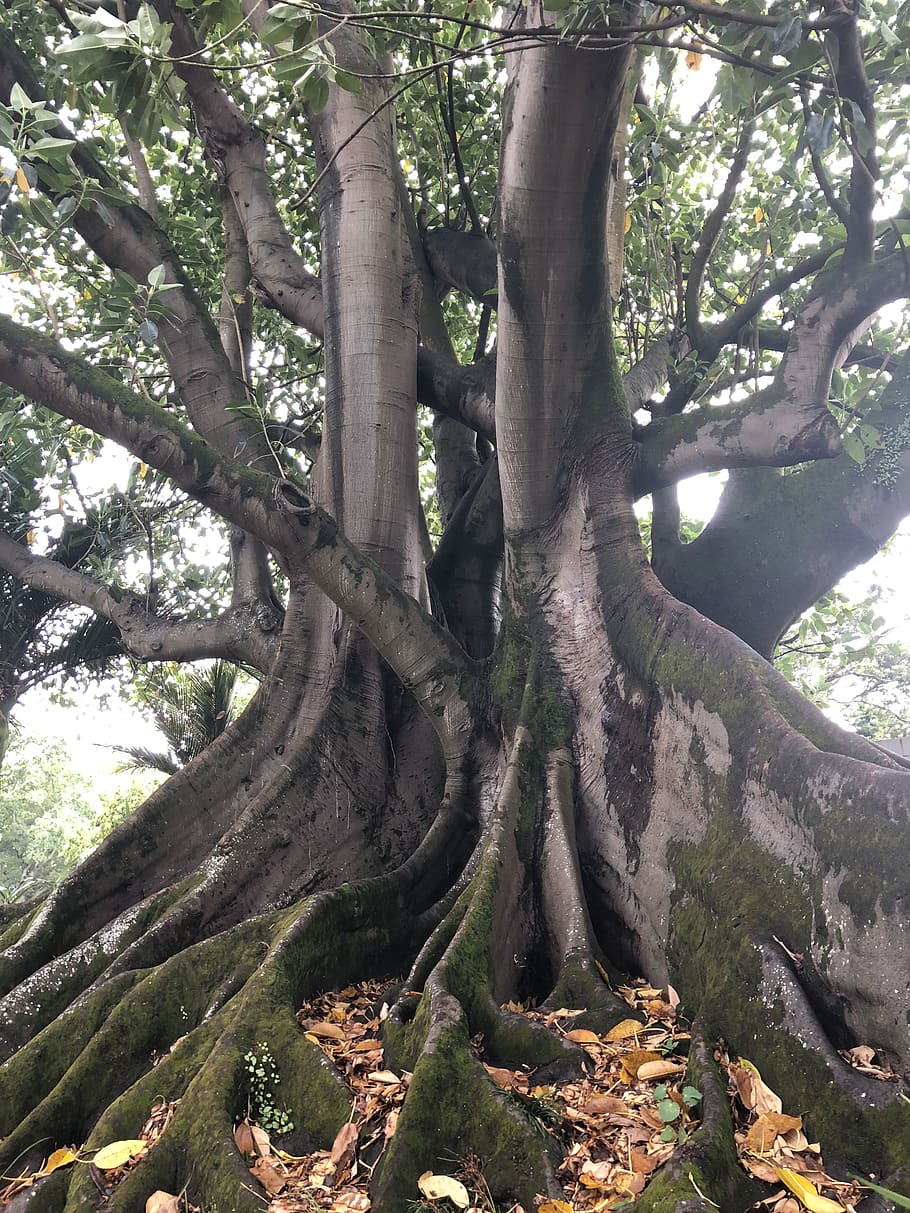 plant, root, tree, tree trunk, auckland, 33 princes st, new zealand HD wallpaper