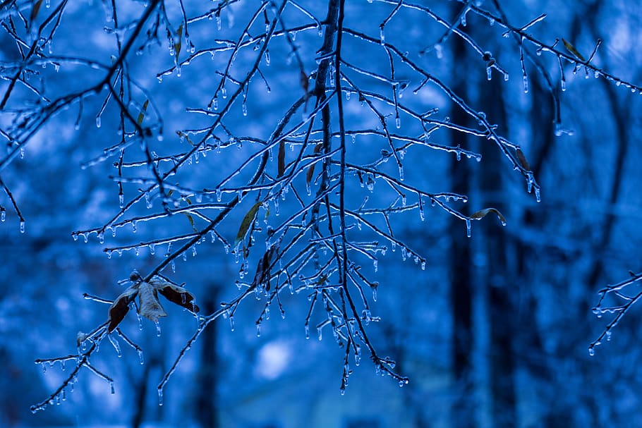 nature, blue, tree, ice, winter, branch, night, water, forest HD wallpaper