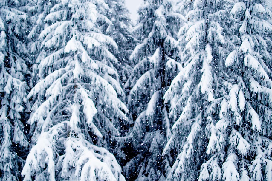 snow-covered pine trees, cold temperature, winter, nature, forest HD wallpaper