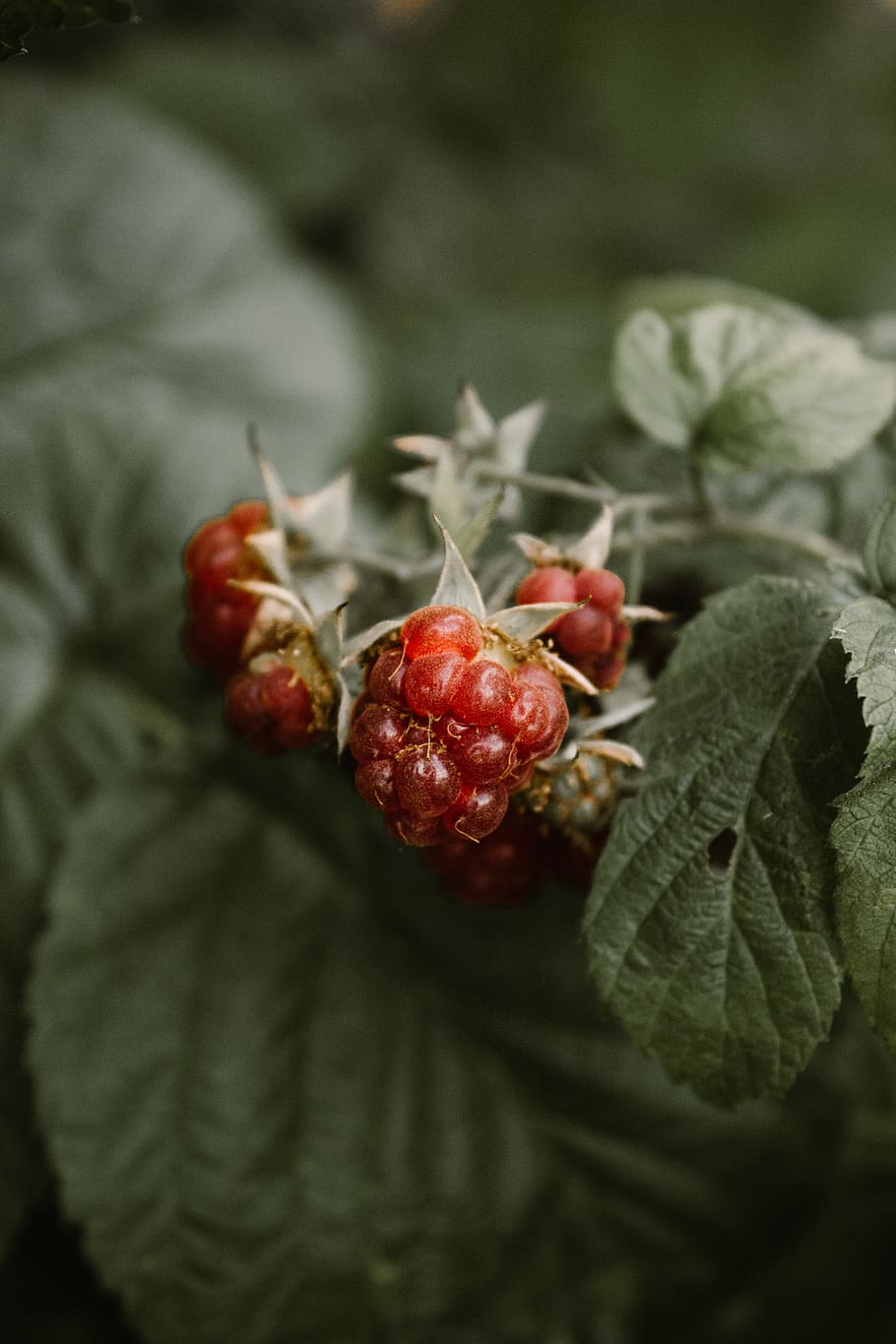 macro, closeup, background, green, red, raspberry, leaves, forest HD wallpaper