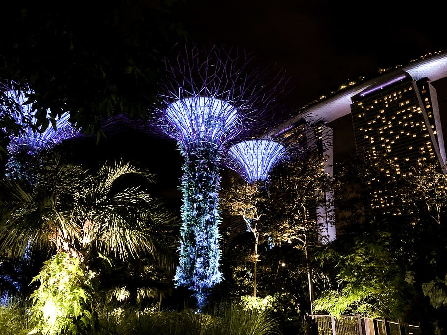 singapore, gardens by the bay, night, illuminated, tree, plant