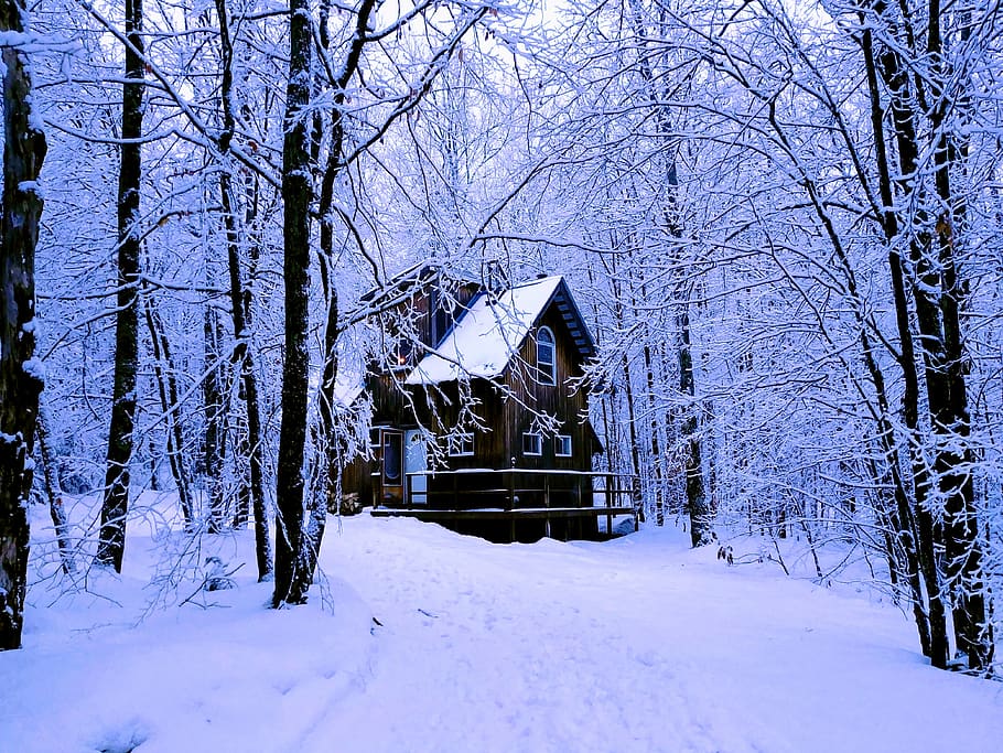 snow, cold temperature, winter, tree, bare tree, plant, building exterior HD wallpaper
