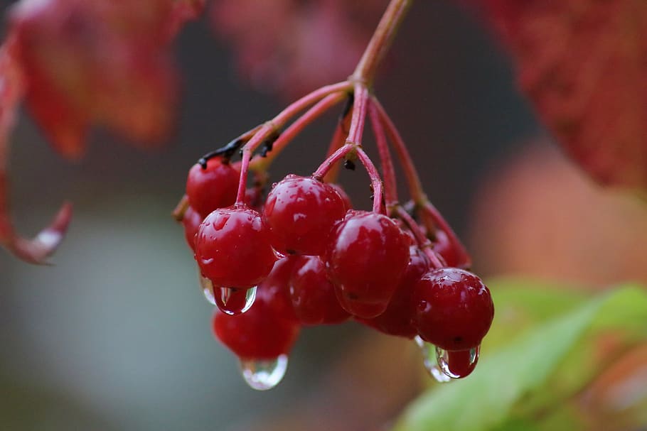fruit, nature, berry, sheet, summer, autumn, sweetness, delicious HD wallpaper