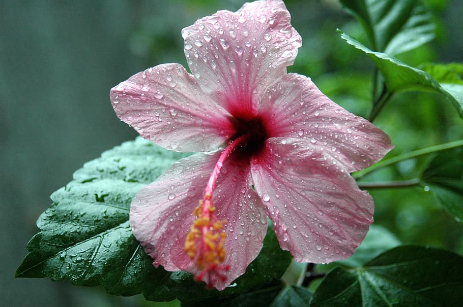 hibiscus, rose of china, flower of the pacific, beauty in nature, HD wallpaper