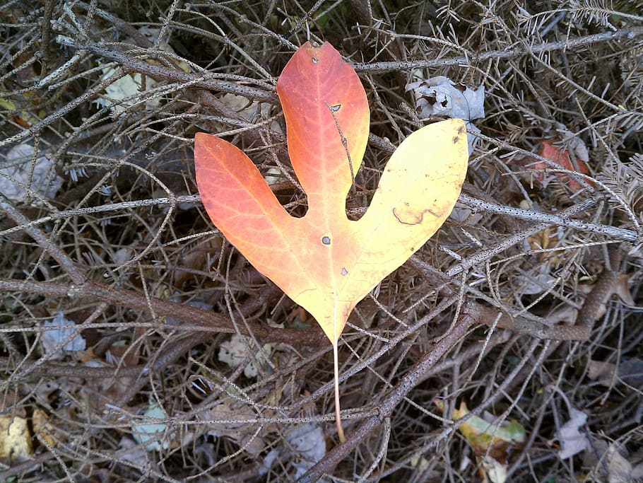 A single leaf displaying an array of Fall colors, nature, leaves HD wallpaper