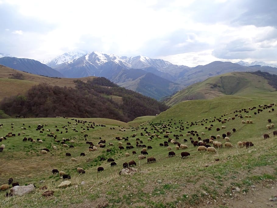 mountains, alpine meadow, pasture, herd, sheep, flock, large group of animals