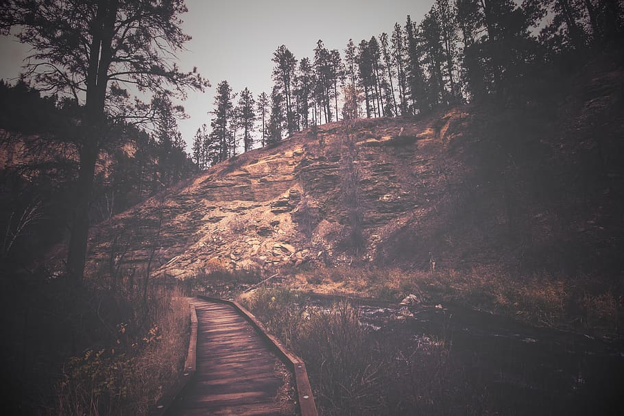 forest, hiking, bridge, mountains, woods, colorado, trail, trees HD wallpaper