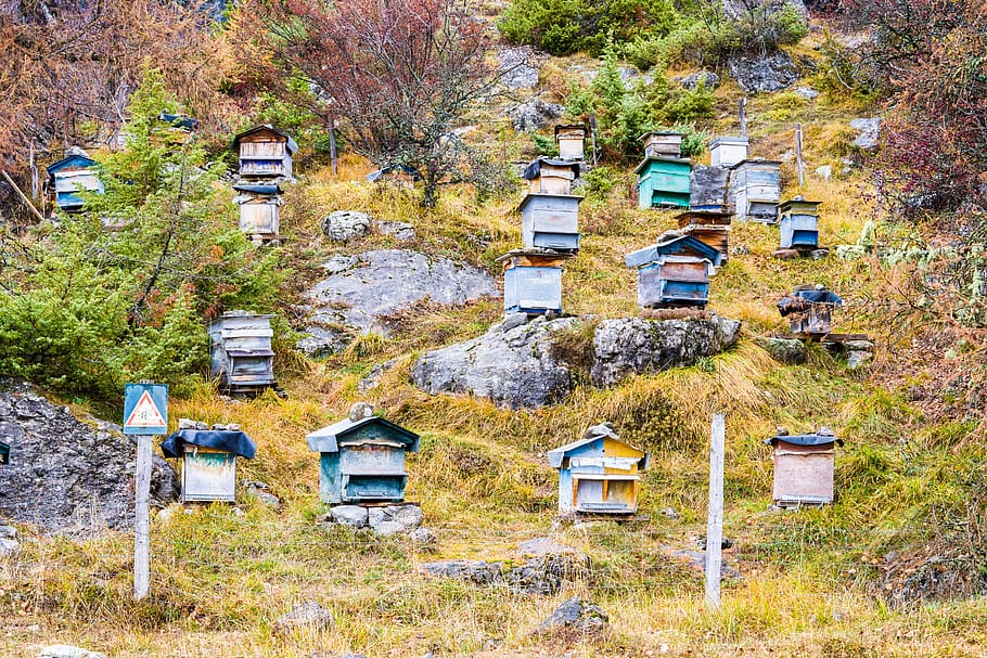 hive, honey, bee, mountain, beekeeping, nature, pollen, beekeeper, HD wallpaper