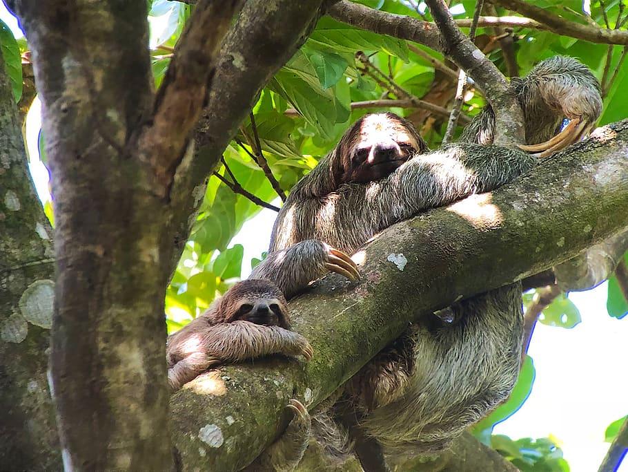 animals, tree, animal themes, animal wildlife, mammal, animals in the wild HD wallpaper
