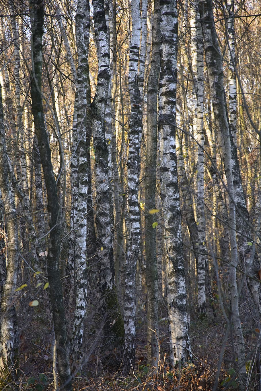 birch, forest, trees, nature, landscape, season, shadow, autumn HD wallpaper