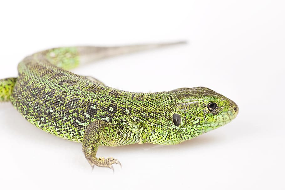 gecko, green, iguana, lizard, action, animal, background, beauty, HD wallpaper