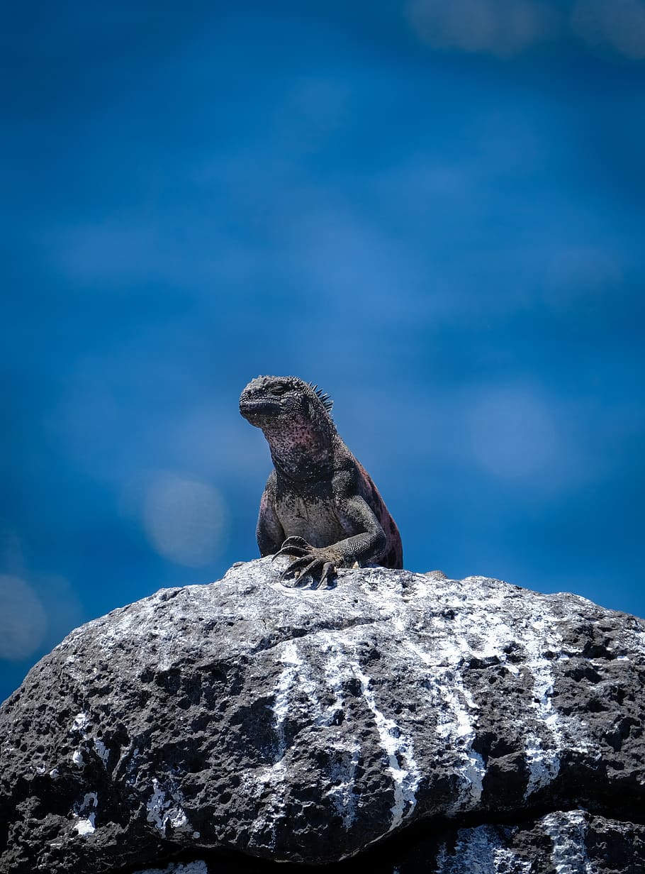 Lizard On Stone, animal, reptile, rock, wildlife, animal themes HD wallpaper