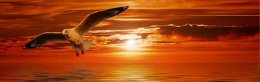 gull, bird, flying, orange, sunset, ease, dom, wing, animals in the wild HD wallpaper