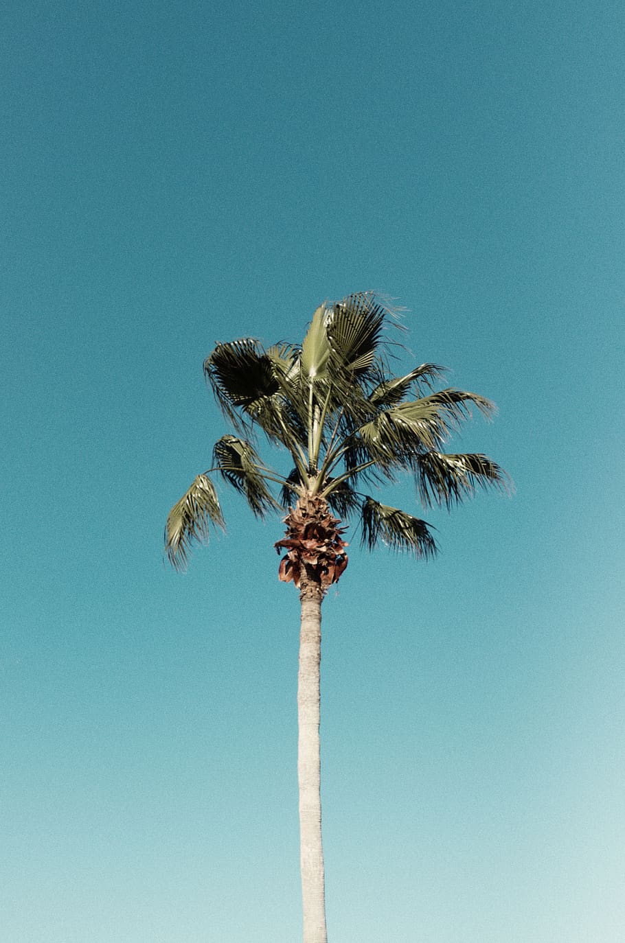 green coconut tree, sky, clear sky, low angle view, palm tree HD wallpaper