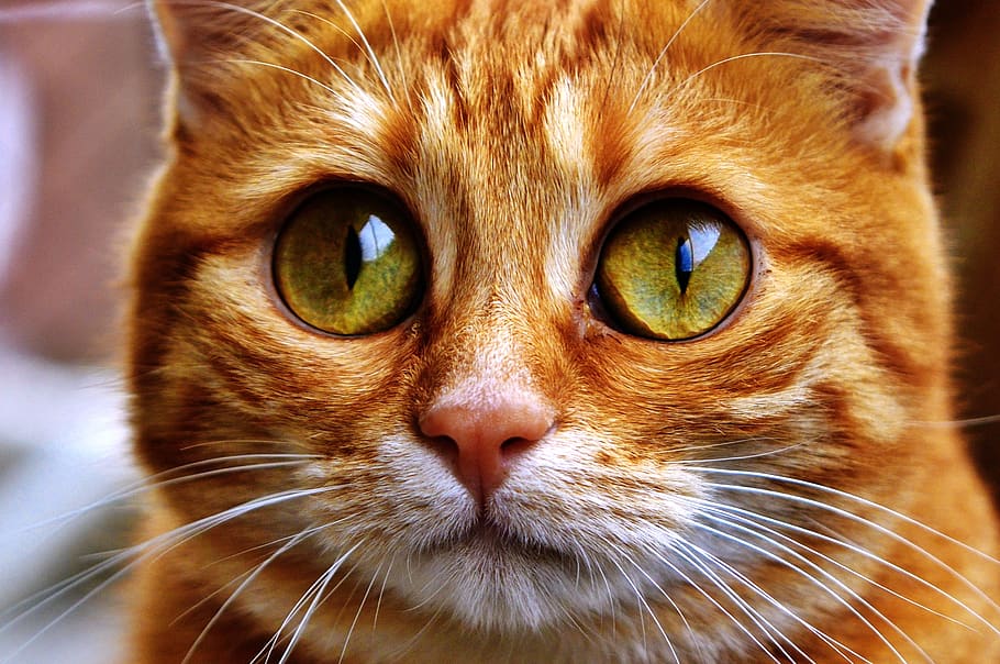 cat, funny, mackerel, goggle, pet, domestic cat, pets, animal themes HD wallpaper