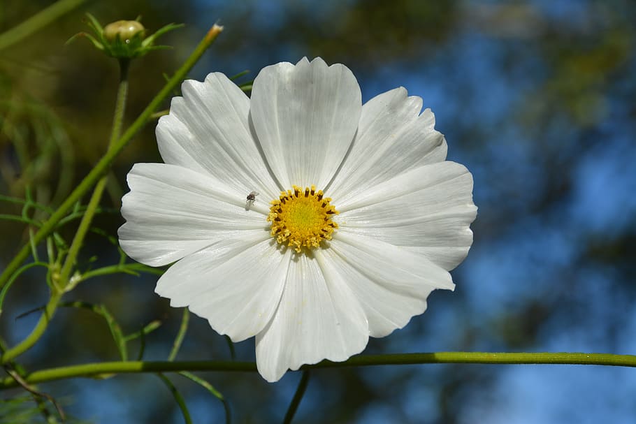 flower, white, fly, nature, yellow, insects, flowering plant HD wallpaper