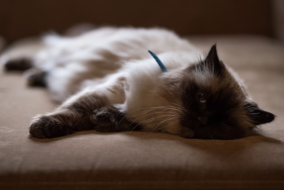 couch, cat, animal, pet, blur, domestic, animal themes, mammal HD wallpaper