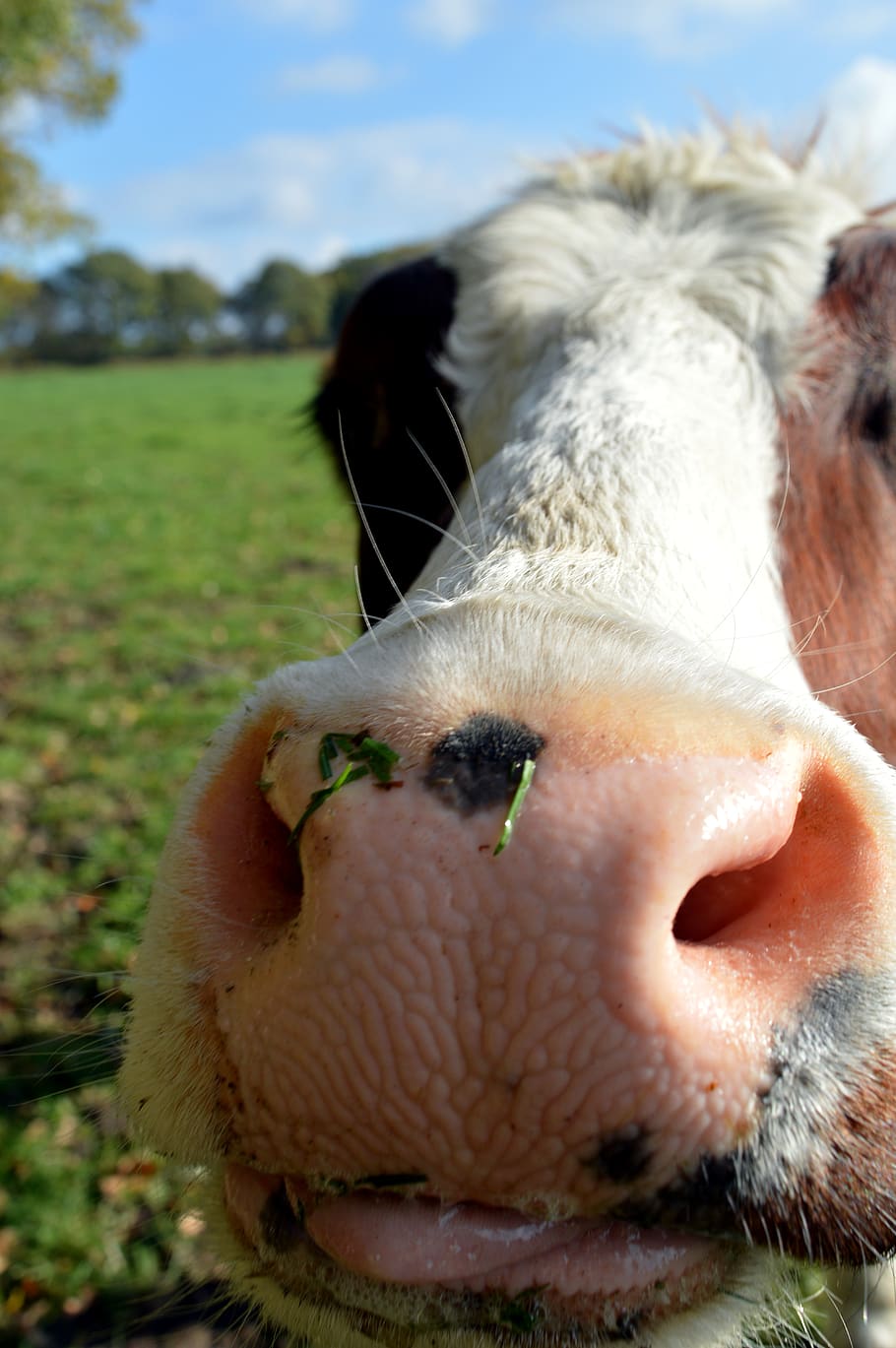 Крупное жвачное. Нос коровы. Язык коровы. Корова облизывает нос. Корова облизывается.