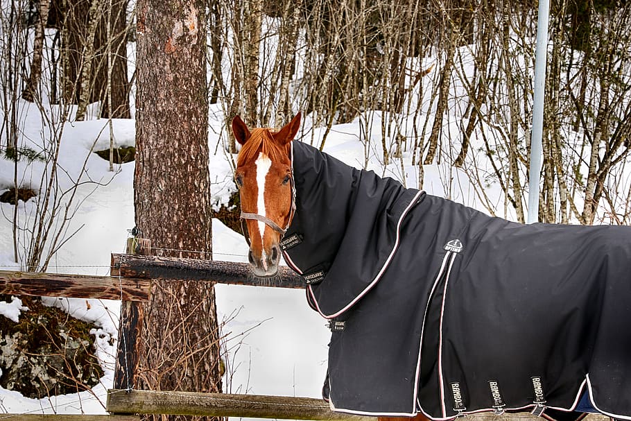 horse, farm, winter, tree, snow, outdoors, wood, mammal, animal HD wallpaper