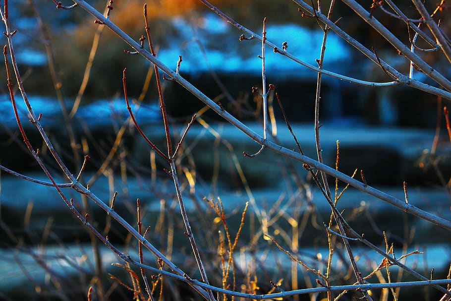 canada, toronto, forest, branch, wood, trees, winter, frozen HD wallpaper