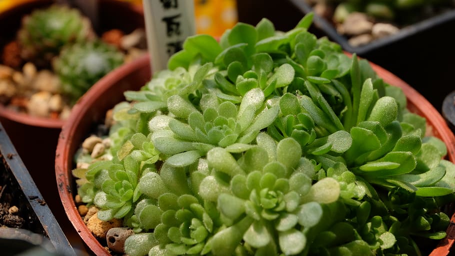 rosularia platyphylla, vegetable, food, food and drink, freshness HD wallpaper