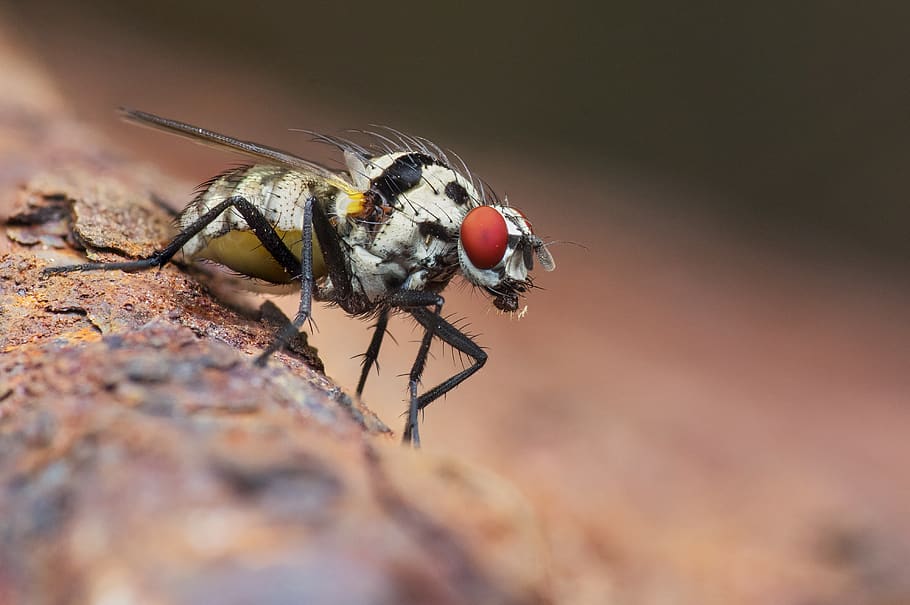 Gray and Black Fruit Fly in Macro Photography, bug, close-up HD wallpaper