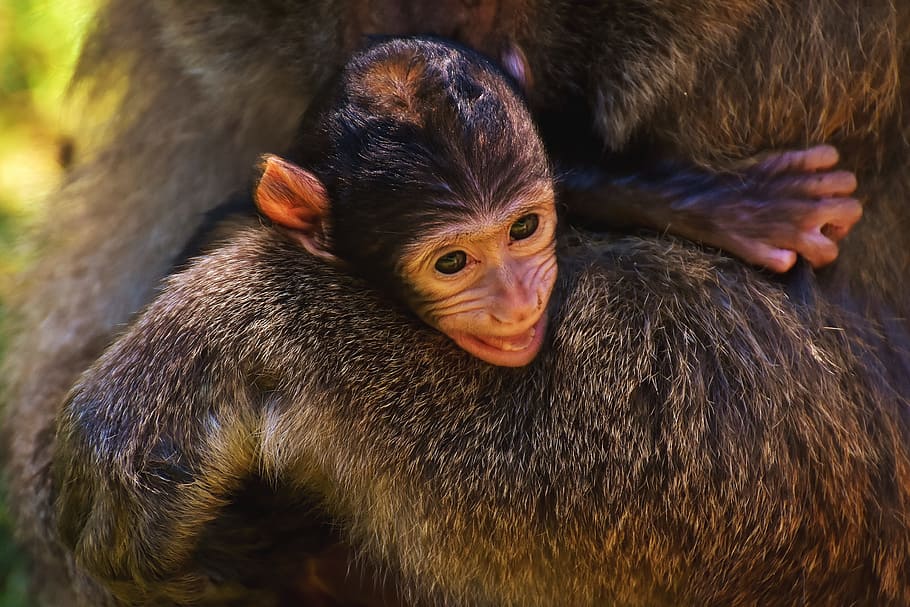 Monkey Apes, animalsNature, animal themes, group of animals, mammal HD wallpaper