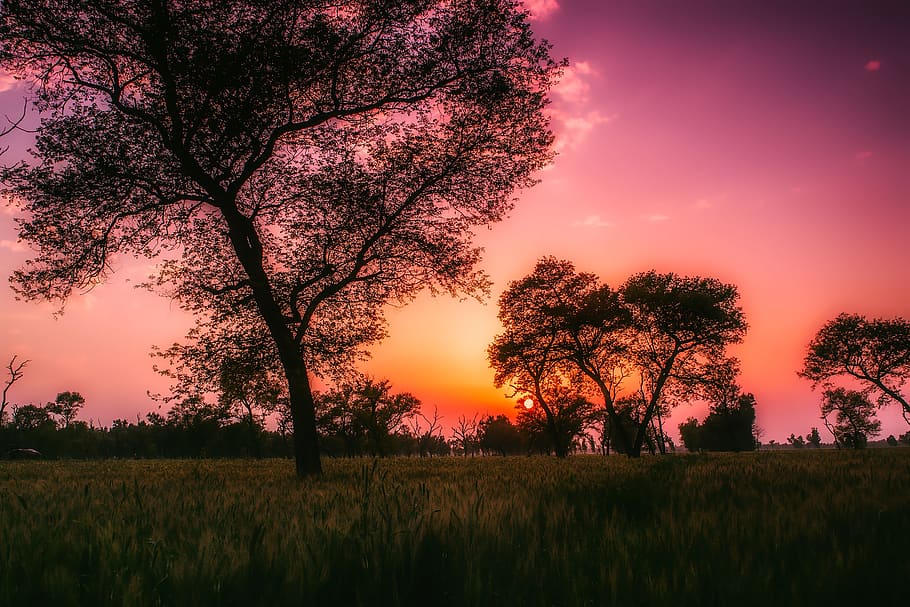 Silhouette of Trees during Golden Hour, backlit, beautiful, dawn HD wallpaper