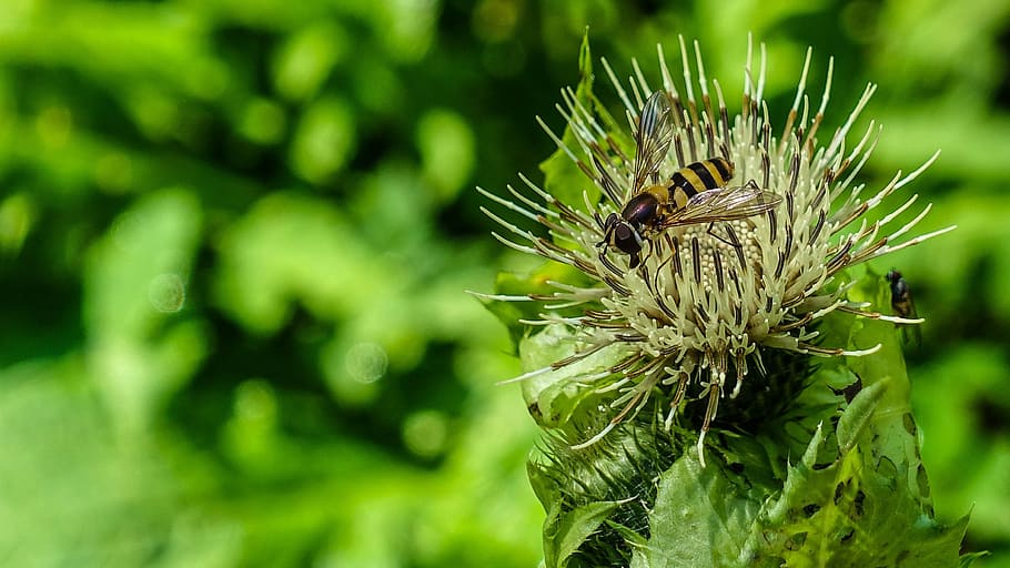 insect, macro, plant, focus on foreground, green color, close-up HD wallpaper