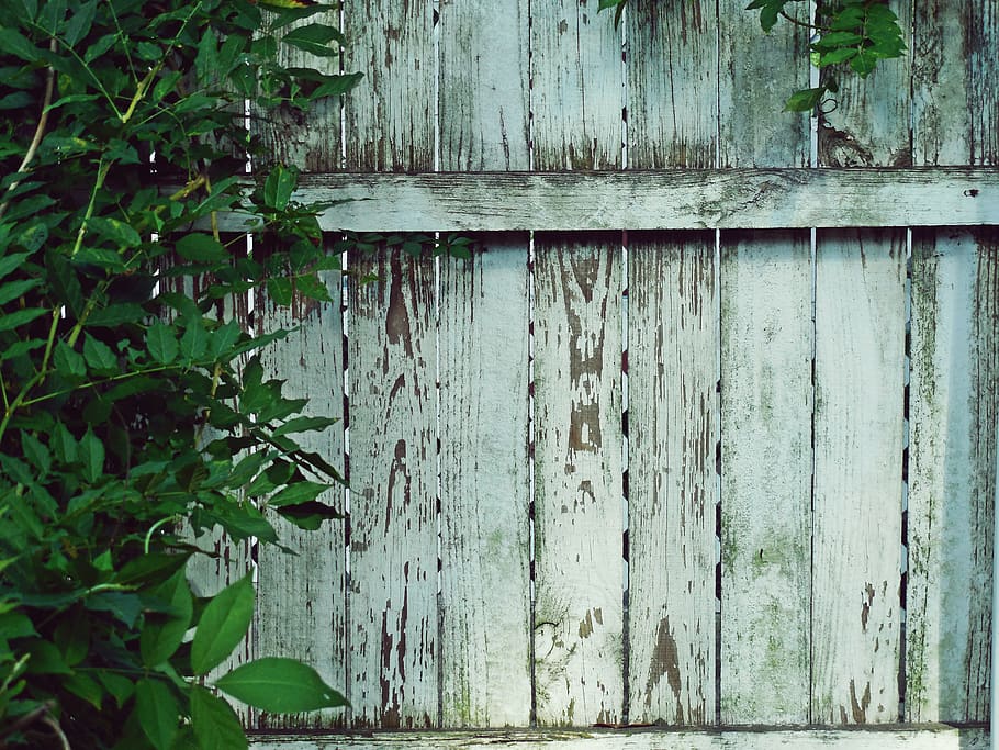 fence, panel, wisteria, vine, green, white, paint, chip, peeling HD wallpaper