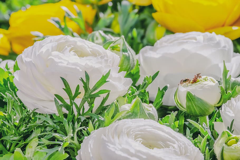 ranunculus, flower, petals, white, romantic, tender, ranunculus flower HD wallpaper