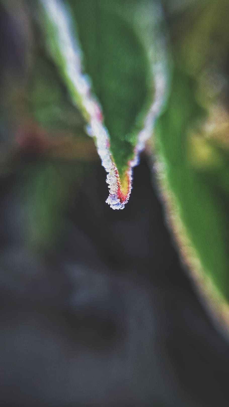 A wet leaf., plant, close-up, growth, beauty in nature, day, no people HD wallpaper