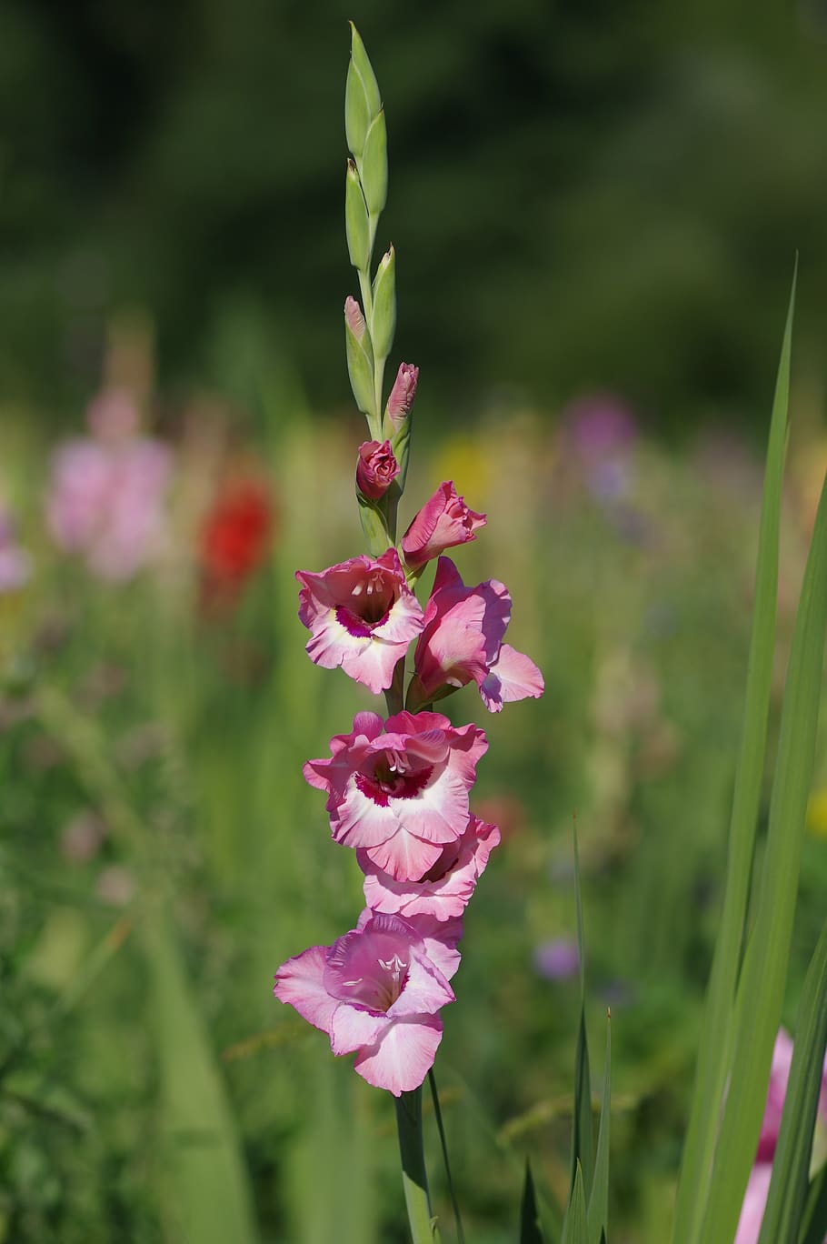 gladiolus, summer, nature, bloom, blossom, flora, plant, green HD wallpaper