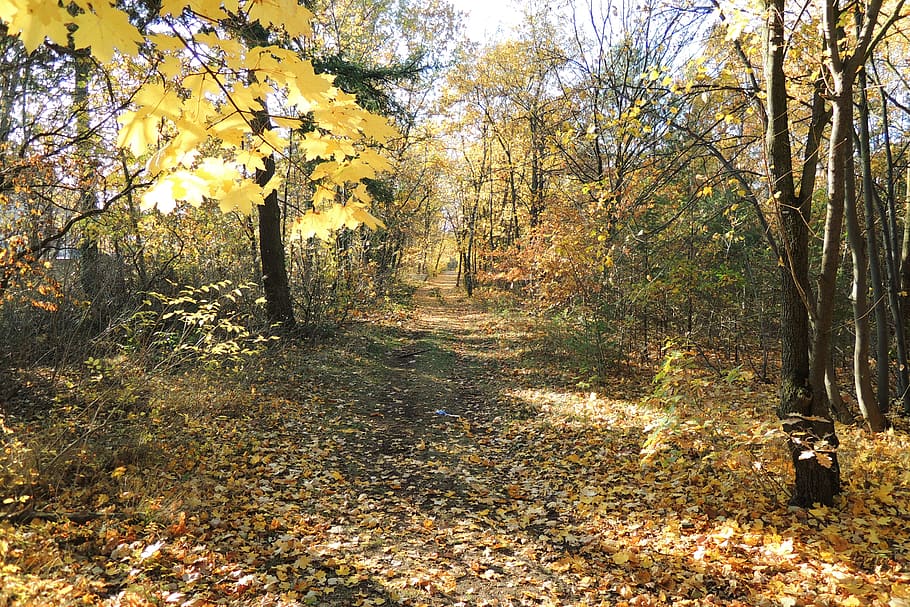 trees, autumn, warm, sunny, plant, land, forest, change, tranquility HD wallpaper