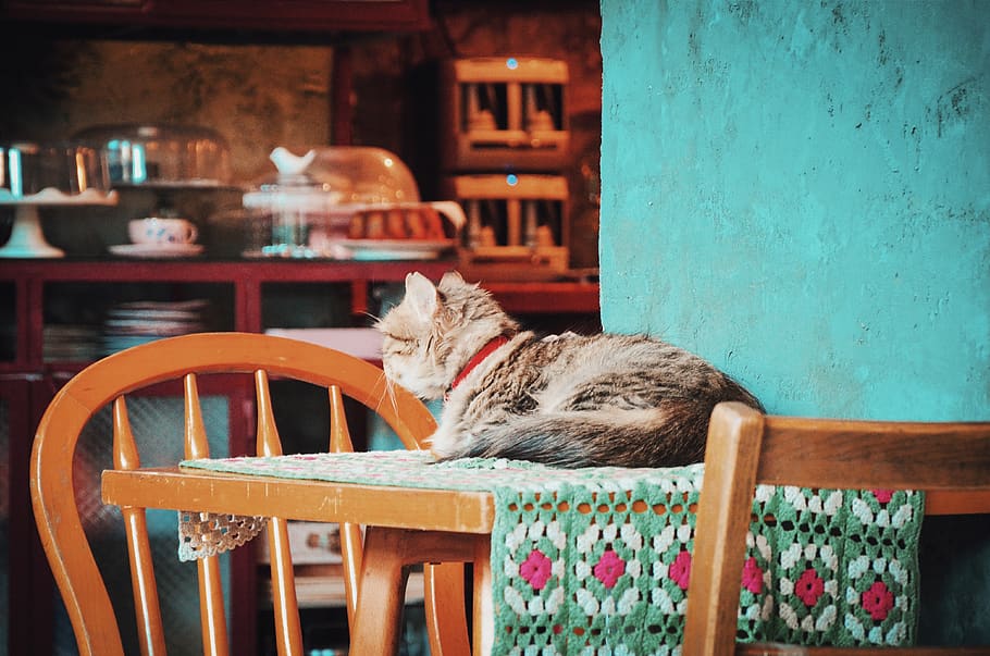 Cat on the Table, chairs, daylight, domestic, feline, fur, furniture HD wallpaper