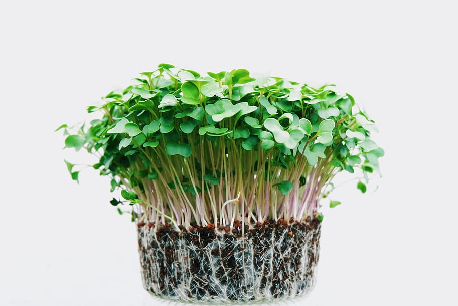 green sprouts illustration, plant, indonesia, soil, organic, homegrown HD wallpaper