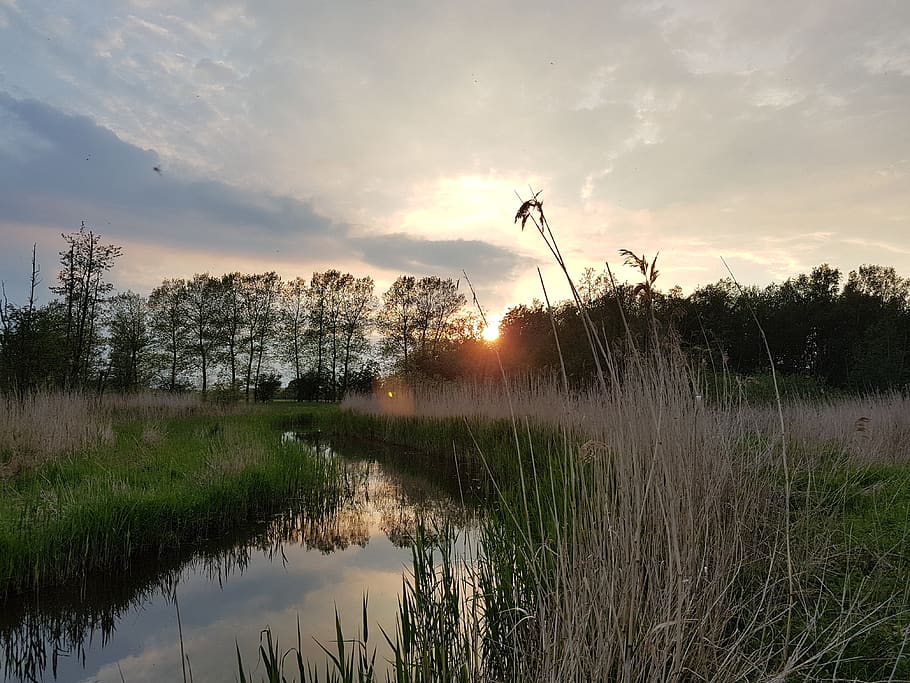 sunset, river, sky, plant, scenics - nature, beauty in nature HD wallpaper