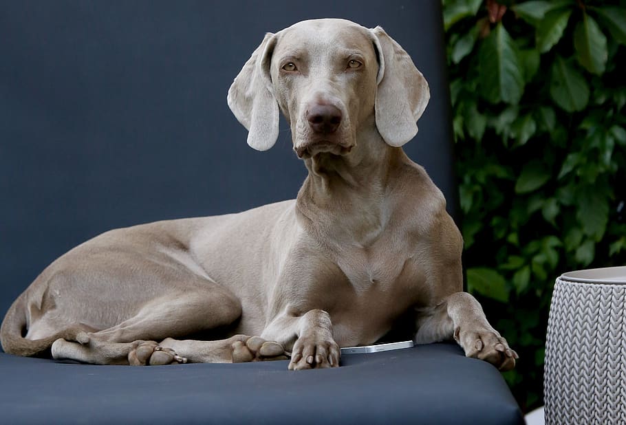 brown dog sitting on sofa, canine, one animal, mammal, domestic animals HD wallpaper