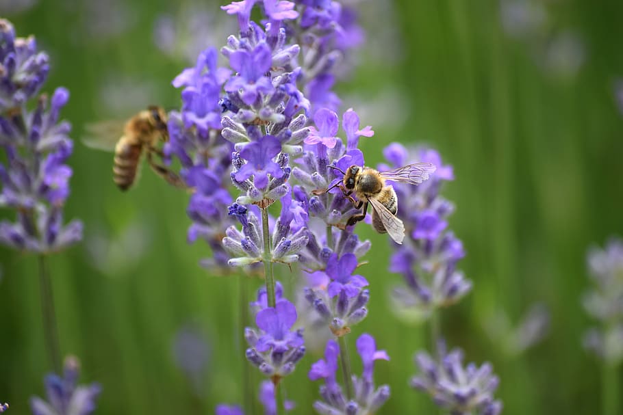 bee, carnica, lavender, chemnitz, garden, saxony, insect, beekeeper HD wallpaper